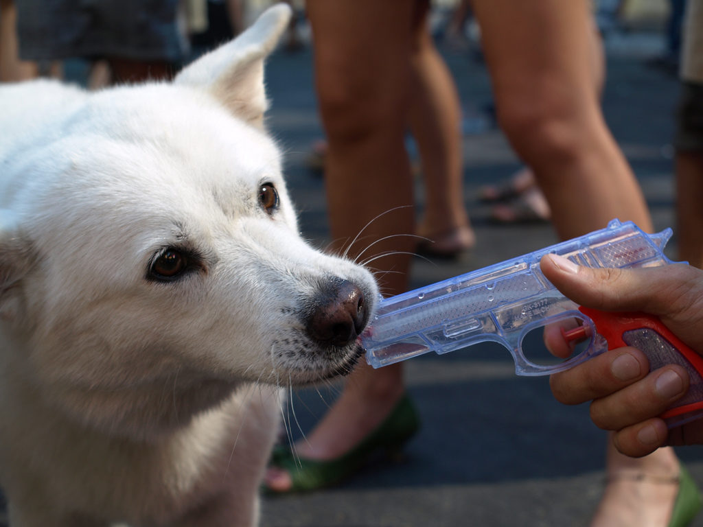 dog with water-gun